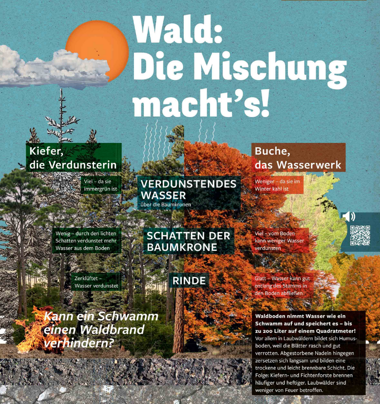 Wald, die Mischung machts